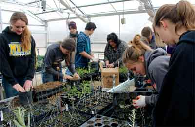 MVHS Ag students work in a greenhouse at the Warm Springs Natural Area as part of a cooperative effort with Southern Nevada Water Authority. PHOTO BY MAGGIE MCMURRAY/Moapa Valley Progress.