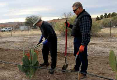 UNR Researcher Dr. John Cushman (left) and local field manager Shane Stratton harvest cactus at Logandale Cooperative Extension research garden to perform weight tests on the plants. PHOTO BY MAGGIE MCMURRAY/Moapa Valley Progress.