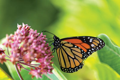 A monarch butterfly feeds from the blossom of a Milkweed plant. An upcoming community service project for children will plant 2,000 milkweed plants at Warm Springs to encourage the butterfly to stop in the area during its long migration.