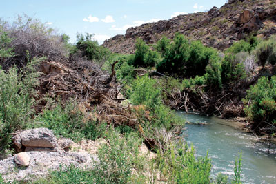 Cut tamarisk and other debris line the Muddy River just below where a major breach in the channel has occurred causing new flood problems to the Saltbrush Lane neighborhood in Warm Springs. PHOTO BY VERNON ROBISON/Moapa Valley Progress.