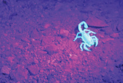 A bark scorpion found at the Moapa Valley Wildlife Refuge brightly fluoresces under black light. PHOTO BY MAGGIE MCMURRAY/Moapa Valley Progress.