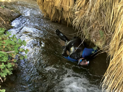 Scientist Lee Simons snorkels through the Warm Springs stream during the semi-annual Moapa dace survey which took place on August 9-10. PHOTO COURTESY OF RAYMOND SAUMURE.