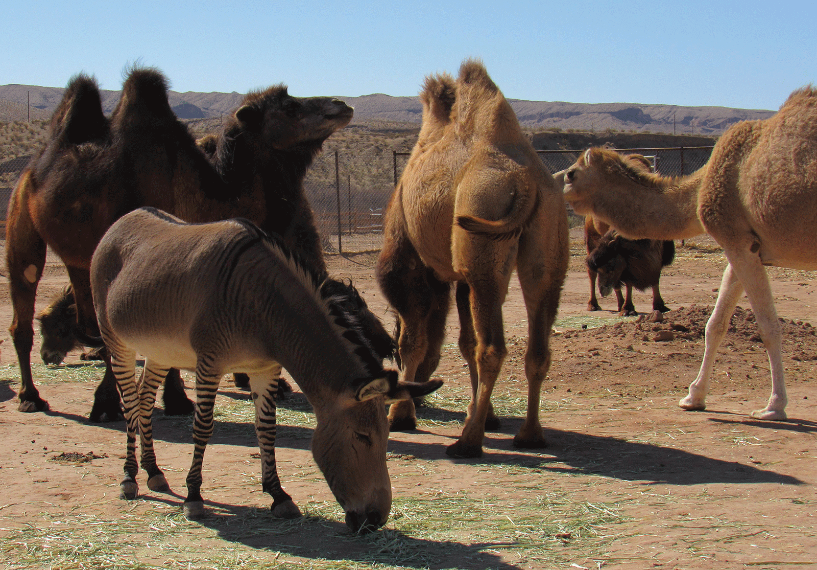 camel safari nelson bay